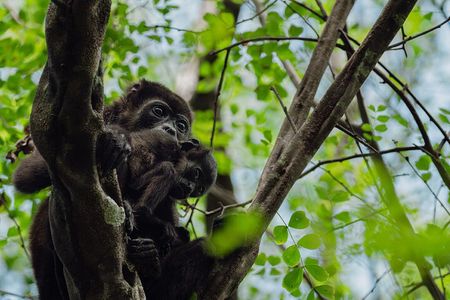 Tamarindo Estuary Boat Tour