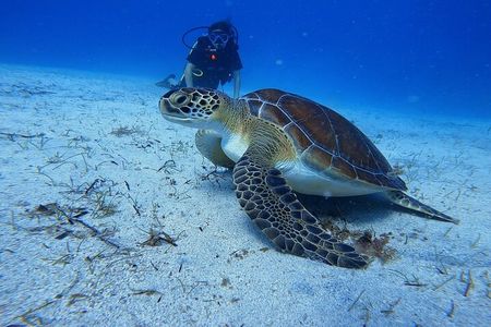 Scuba Diving at Turtle Bay with Underwater Pictures Included