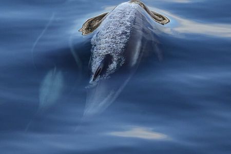 Tromsø: Arctic Fjord Cruise & Fishing Experience