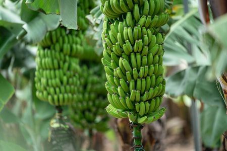 Tastes of Gran Canaria A Day of Flavours and Culture