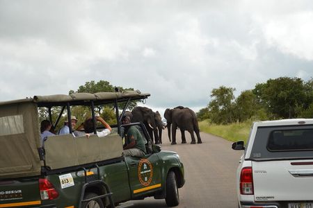 Pilanesberg Shared Transfer and 3 Hour Safari