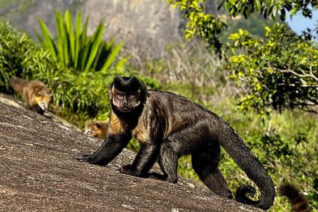 Pedra Bonita: Tour de Natureza com Vida Selvagem e Mirantes