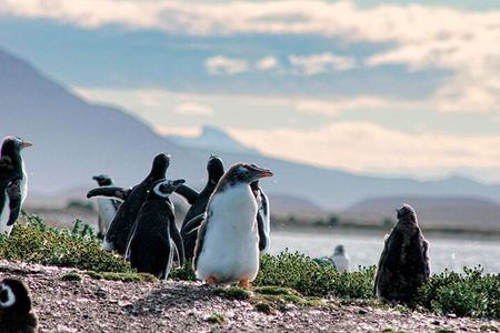 Navigate through the Beagle Channel: Seal, Bird & Penguin Islands