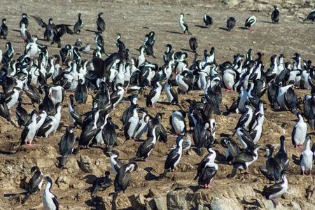 Navigate through the Beagle Channel: Seal, Bird & Penguin Islands