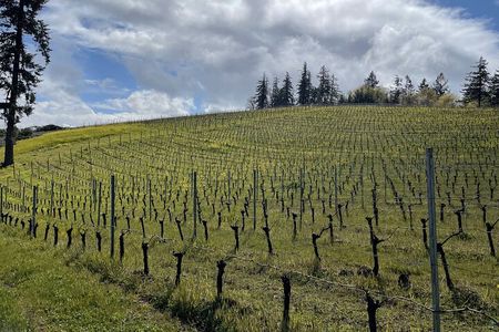 The San Francisco Tour Co. Sommelier Guided Wine Tours