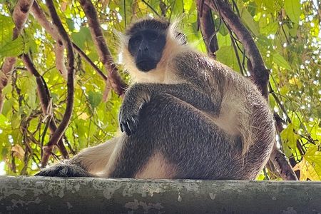Barbados Private Scenic Tour: With Monkey Feeding Experience
