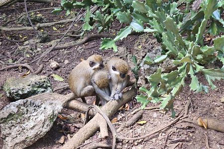 Barbados Private Island Tour With Monkey Feeding Experience