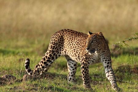 Private Jeep Safaris Tour in Yala National Park 
