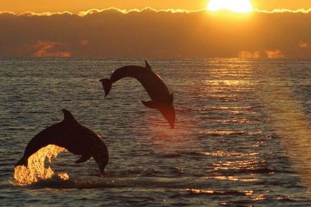 3hours all inclusive Sunset&Dolphin Tour from Medulin on Sandra