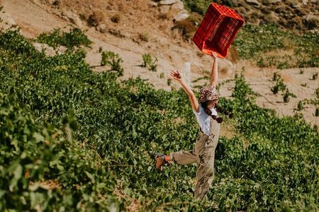 Ikaria, Two Family-run Wineries in a single Day with Pick-Up