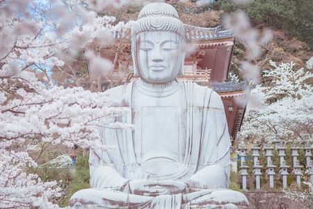 Discover the Timeless Charm and Natural Beauty of Nara