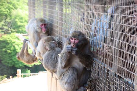 Kyoto Early Bird Tour: Fushimi Inari, Arashiyama Bamboo & Monkeys