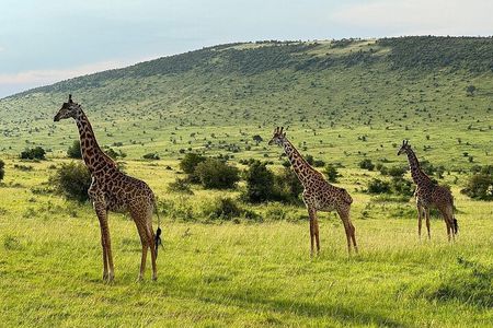 4 Days Maasai Mara Group Joining Safari in 4WD