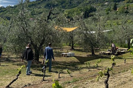 Picnic among the Olive Trees and Tasting of Oil and Local Flavors