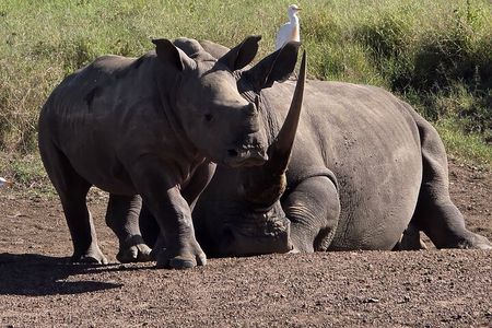 Nairobi National Park, Elephants Orphanage Private Tour