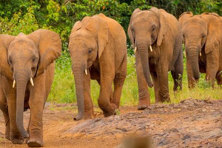 Nairobi National Park, Elephants Orphanage Private Tour