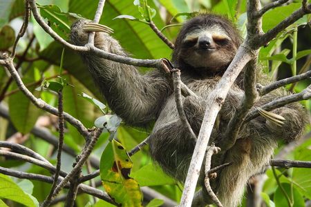 A Bocas Mangrove Kayak & Reef Snorkel Eco Tour