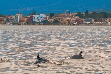 2.5 Hours Sunset Boat Tour in Search of Dolphins 