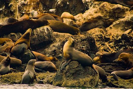 Espíritu Santo and Balandra Beach Combo Tour: Sea Lion Snorkeling