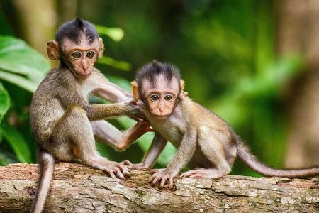 Ubud Highlights Rice Terraces, Temple, Waterfall & Monkeys forest