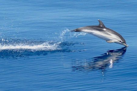 Dolphins at Sunset: Dream Cruise in the Bay of Taormina