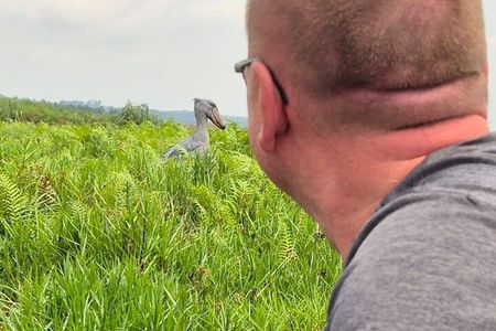 1 Day Best Mabamba Swamp Shoebill Birding Tour, Lake Victoria