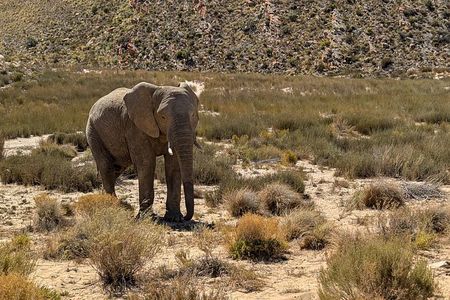 Cape Town: Sunset Safari & Wine Tasting Adventure*
