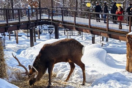  Asahiyama Zoo, Christmas Tree, Fairy Terrace Day Tour | Hokkaido
