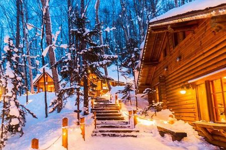 Asahiyama Zoo, Christmas Tree & Ningle Terrace Tour from Sapporo