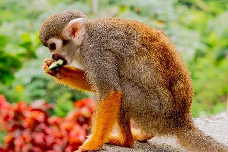 Monkeyland Samana Shared Adventure