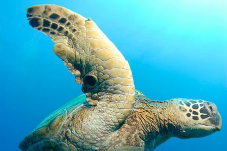 Two Site Snorkeling Adventure featuring the Molokini Crater