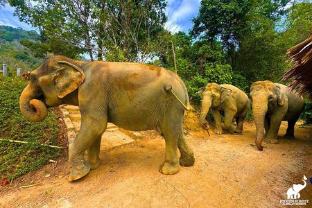 Phuket: Hidden Forest Elephant Reserve Guided Tour with Lunch