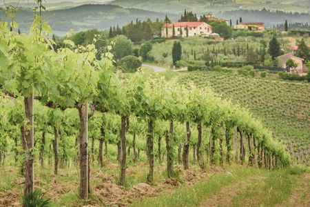 Frascati Day Tour: Road from Rome with Wine Tasting & Lunch