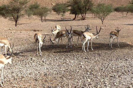 Sunset Edge of The World & Gazelle Reserve 4x4 Adventure: Riyadh