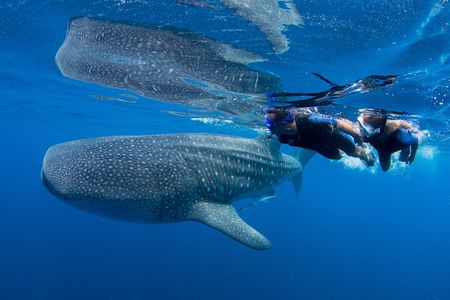 Private boat trip , Whale sharks snorkeling & Mujeres Island.