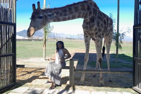 Cape Town Giraffe House Big Cats Encounter and Wine Tasting