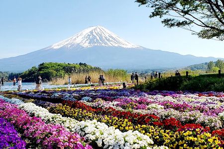 Guided Private Mt. Fuji and Hakone Tour GREEN NUMBER PLATES