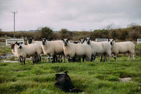 From Dublin: Wicklow, Glendalough, Waterfall & Sheepdog demo