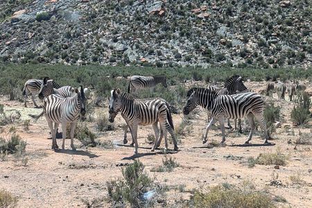 Aquila Game Reserve Safari