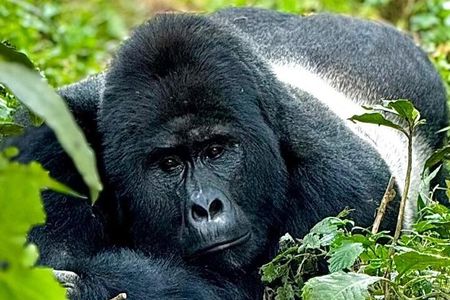 Kigali to Volcanoes National Park Tour