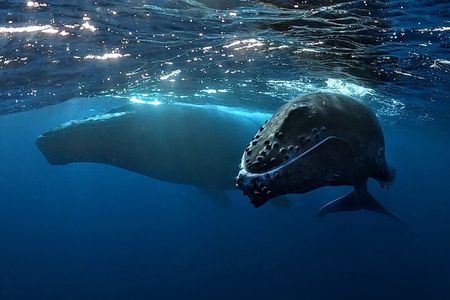 Private Whale Outing on the Tahiti Peninsula