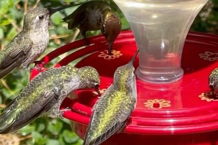 Tea with hummingbirds at a Hummingbird Sanctuary