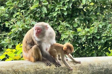 Halfday to Visit Marble Mountains & Monkey Mountain by ARMY JEEP