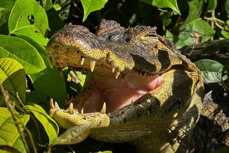 Tortuguero Sunrise Canoe Tour – Coffee, Binoculars & Wildlife