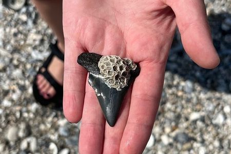 Guided Fossil Excursion with an Experienced Local