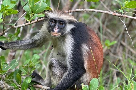 Jozani Forest ,Kuza Cave,Paje beach&the Rock Private Tour
