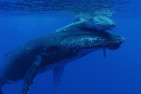 Private Tour 4h Whale watching quiet area peninsula Tahiti