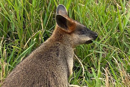 Byron Bay and Bangalow from Gold Coast