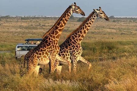 Nairobi National Park, Elephant Orphanage and Giraffe Centre