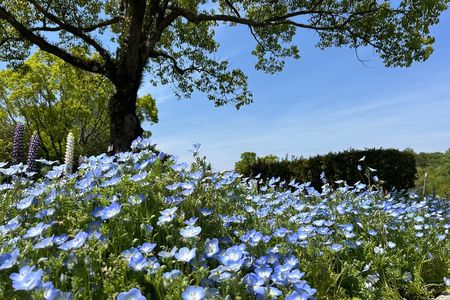 Private Himeji Drive with Food and Culture